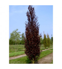 Rode, zuilvormige beuk, Fagus Sylvatica dawyck purple