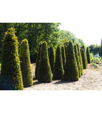 Taxus Baccata Pyramide