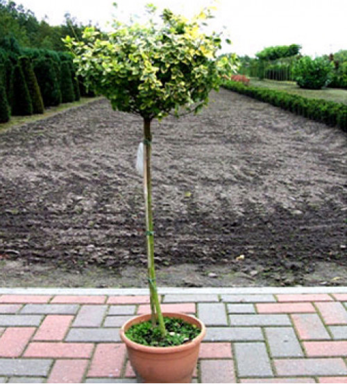 Kardinaalshoed op stam, Euonymus Fortunei 