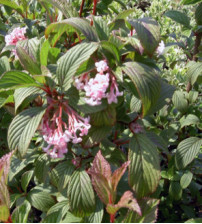 Viburnum Bodnantense 'Dawn'