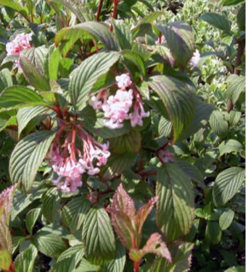 Viburnum Bodnantense 'Dawn'