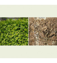 Carpinus Betulus - Haagbeuk-wortel 80-100