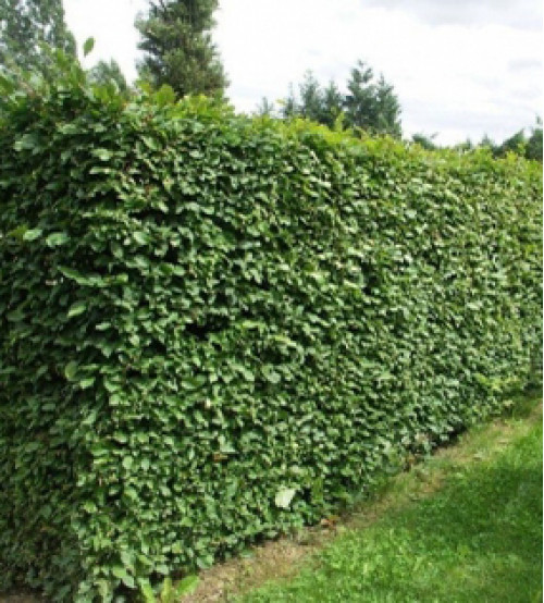 Carpinus Betulus - Haagbeuk-wortel 80-100