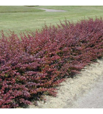 Berberis thunbergii