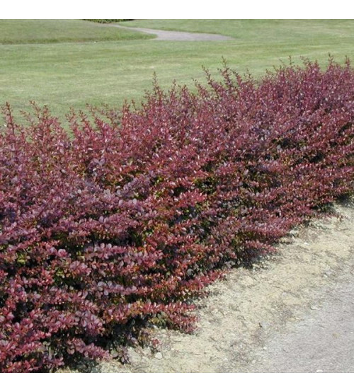 Berberis thunbergii Berberis thunbergii