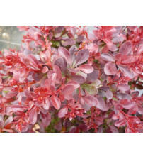 Berberis thunbergii