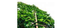 Leibomen
