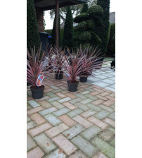 Cordyline aus. Southern Splendour ( Koolpalm rood)