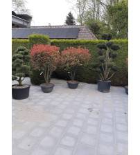 Photinia frasere Robusta