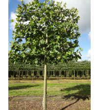 Platanus Hispanica (Leiplantaan)