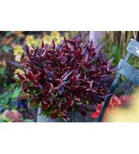 Leucothoe keiskei Burning Love 