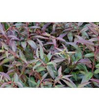 Leucothoe keiskei Burning Love 