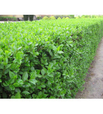 Liguster ''Ligustrum Ovalifolium''