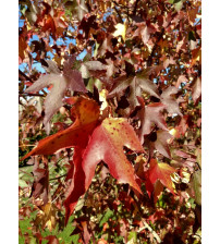 Amberboom Liquidambar stryraciflua 