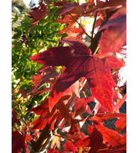 Amberboom Liquidambar stryraciflua 
