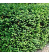 Taxus Baccata Venijnboom