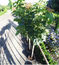 Bolesdoorn Acer Platanoides Globosum