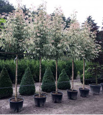 Acer Negundo Flamingo