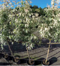 Acer Negundo Flamingo