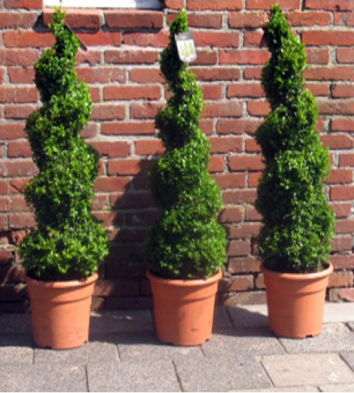 Spiraalvormige Buxus Sempervirens 