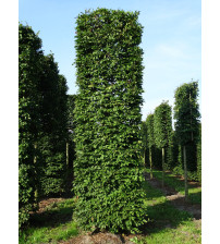 Carpinus Betulus blokvorm