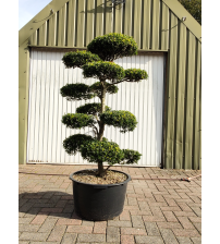 Bonsaiboom Ilex Crenata Kinme