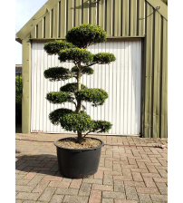 Bonsaiboom Ilex Crenata Kinme