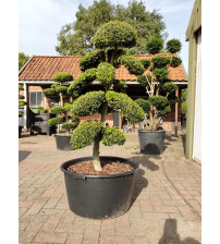 Bonsaiboom Ilex Crenada Kinme