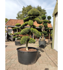 Bonsaiboom Ilex Crenata Kinme