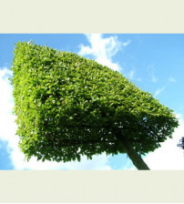 Carpinus Betulus  Haagbeuk (lei/schermboom)