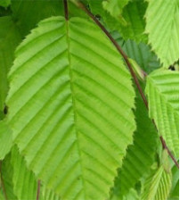 Carpinus Betulus - Haagbeuk-wortel 80-100