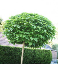 Trompetboom Catalpa Bignonioides 'Nana' 