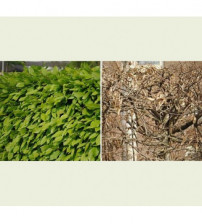 Carpinus Betulus blokvorm