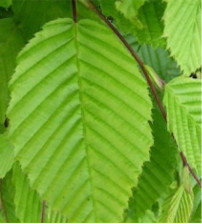 Carpinus Betulus blokvorm