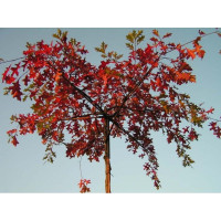 Quercus Palistrtris (dakvorm Moeraseik)