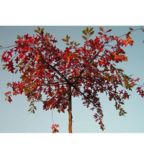 Quercus Palistrtris (dakvorm Moeraseik)