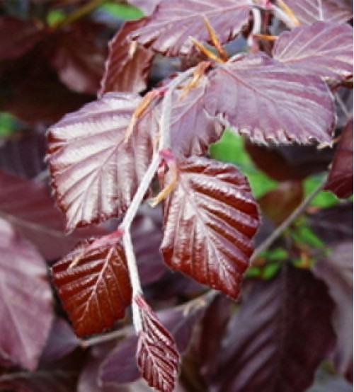 Rodebeuk Fagus Sylvatica Atropunicea Rodebeuk Fagus Sylvatica Atropunicea