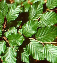 Fagus Sylvatica  (beukenhaag) kale wortel 