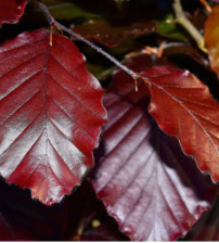 Rode, zuilvormige beuk, Fagus Sylvatica dawyck purple