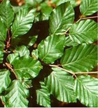 Fagus Sylvatica  (Beukenhaag) In container