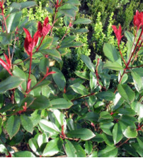 Glansmispel, Photinia Little Red Robin 