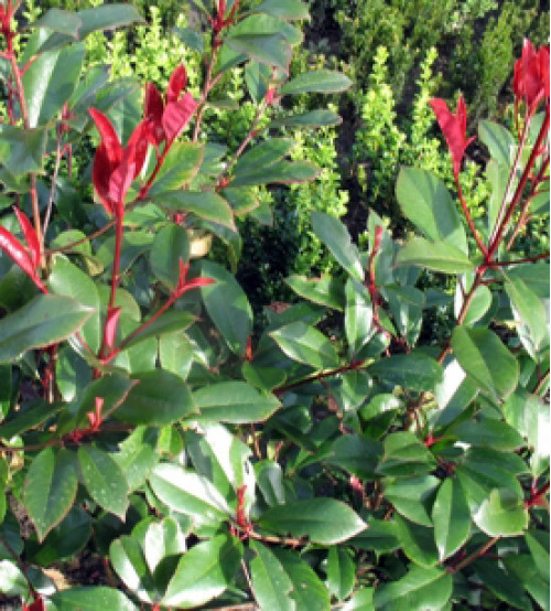 Glansmispel, Photinia Little Red Robin 