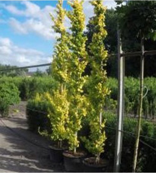 Goud lep, Ulmus hollandica 'Wredei' Goud lep, Ulmus hollandica 'Wredei'