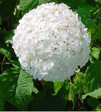 Hortensia Hydrangea  Annabel