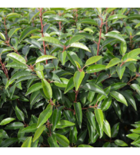 Portugese laurierkers (Prunus Lucitanica) schermvorm