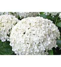 Hortensia Hydrangea  Annabel