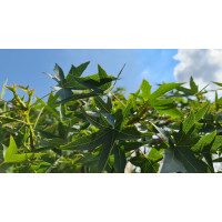 Amberboom Liquidambar styraciflum dakvorm