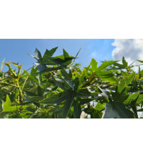 Liquidambar styraciflum dakvorm (Amberboom)