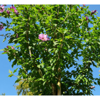 Hibiscus Syriacus