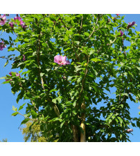 Hibiscus Syriacus